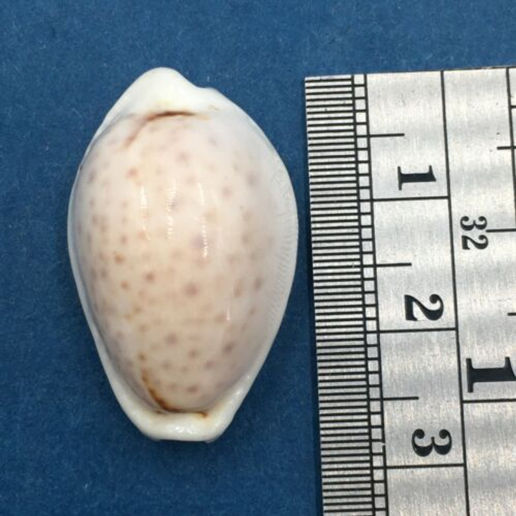 #26 27.3mm Cypraea (Naria) Boivinii Netted, Negros Island, Philippines