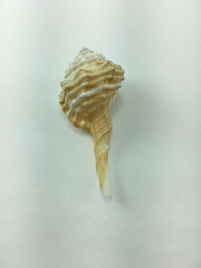 Cymatium Ranularia Springsteeni 54.86mm Philippines Data