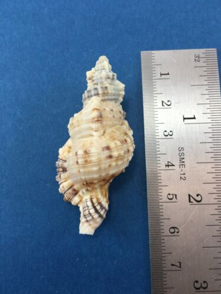 #13 Cymatium Monoplex Nicobaricus Nicobaricum 53.1mm Dived Philippines Data