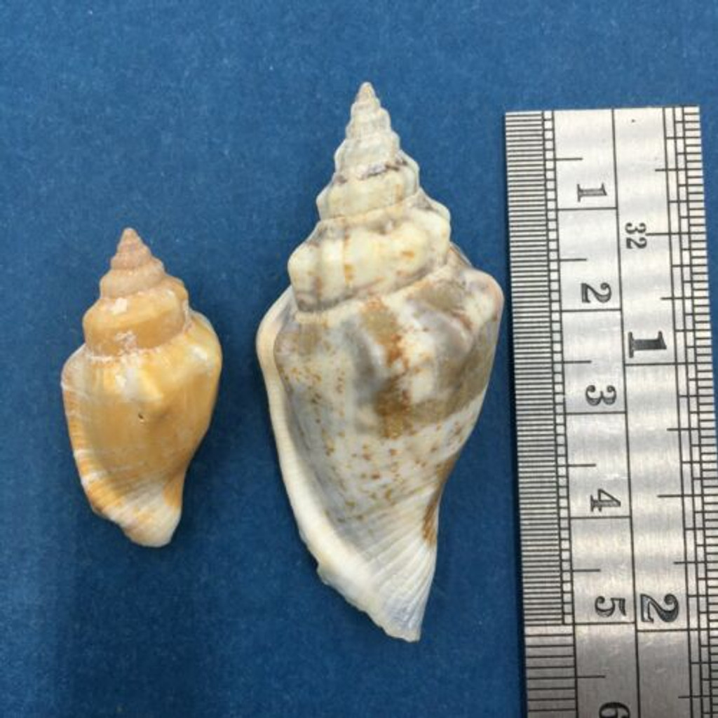Strombus (Canarium) urceus Set x2 30-49mm Culion, Philippines