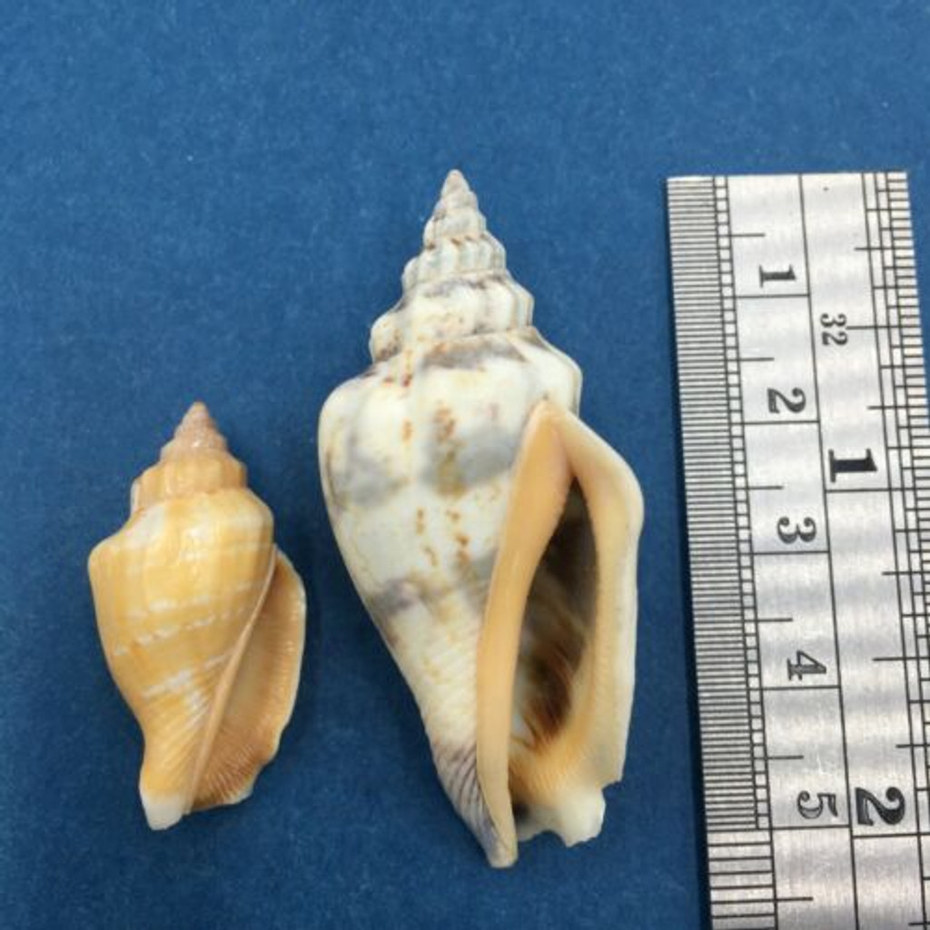 Strombus (Canarium) urceus Set x2 30-49mm Culion, Philippines