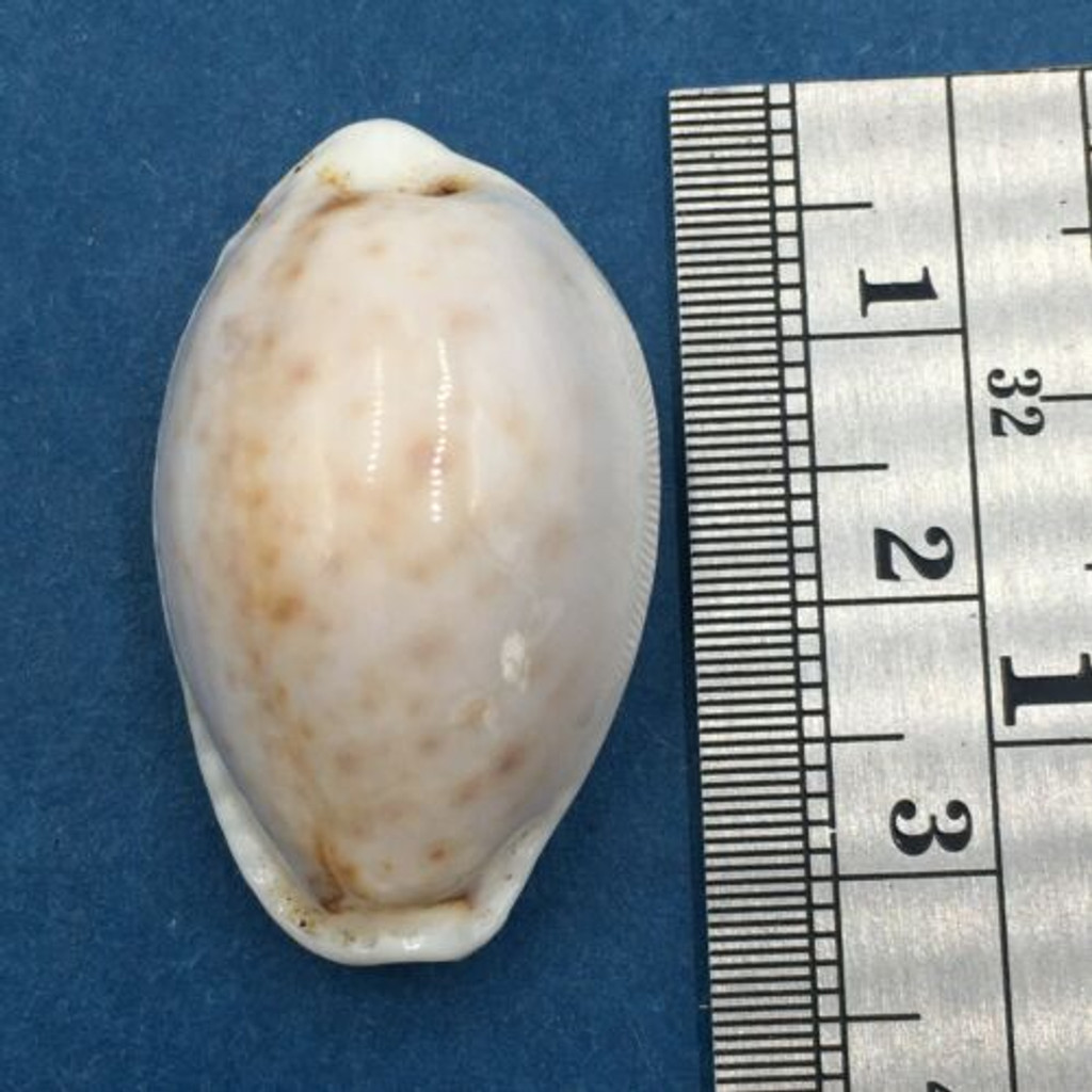#22 30.1mm Cypraea (Naria) Boivinii Netted, Negros Island, Philippines