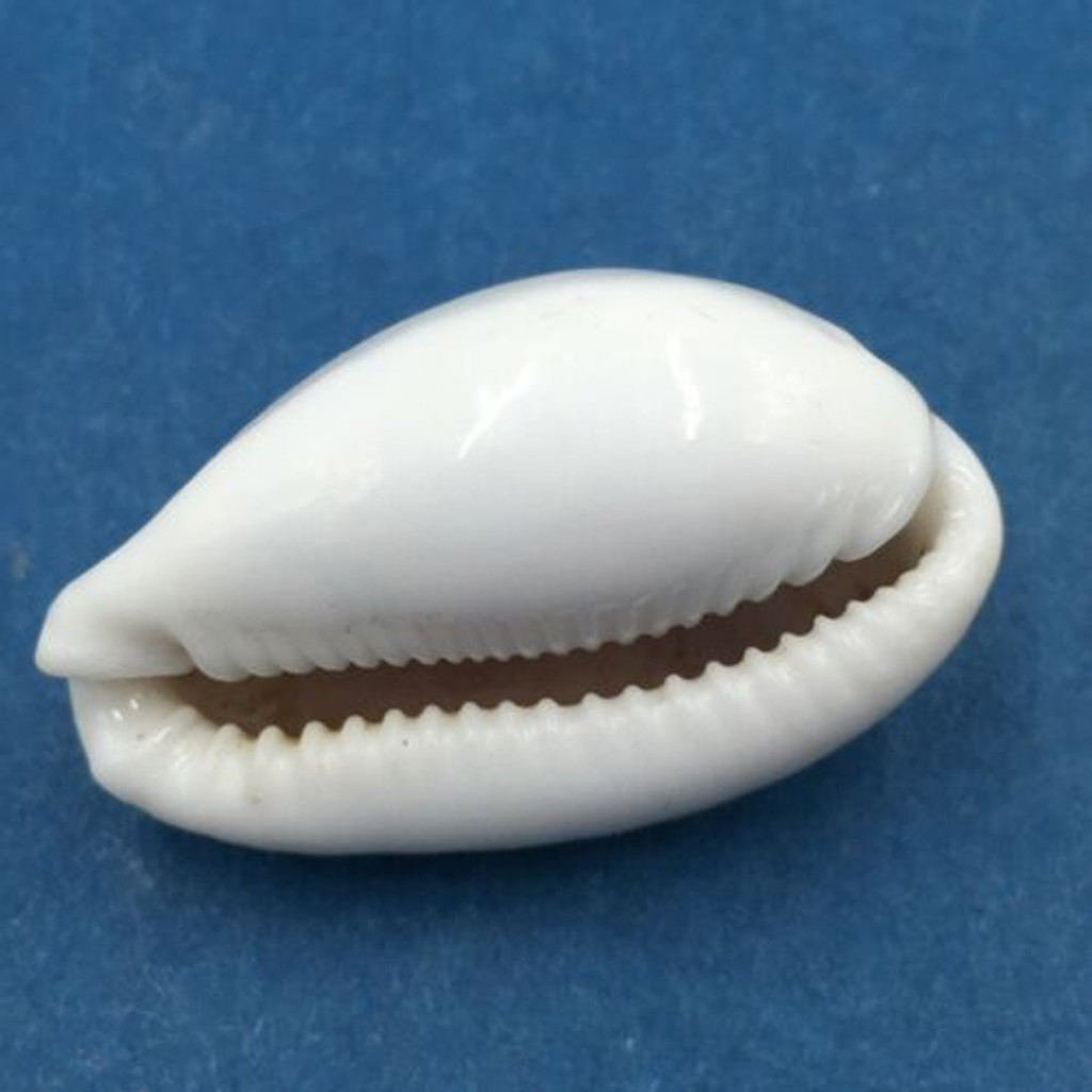 #22 30.1mm Cypraea (Naria) Boivinii Netted, Negros Island, Philippines