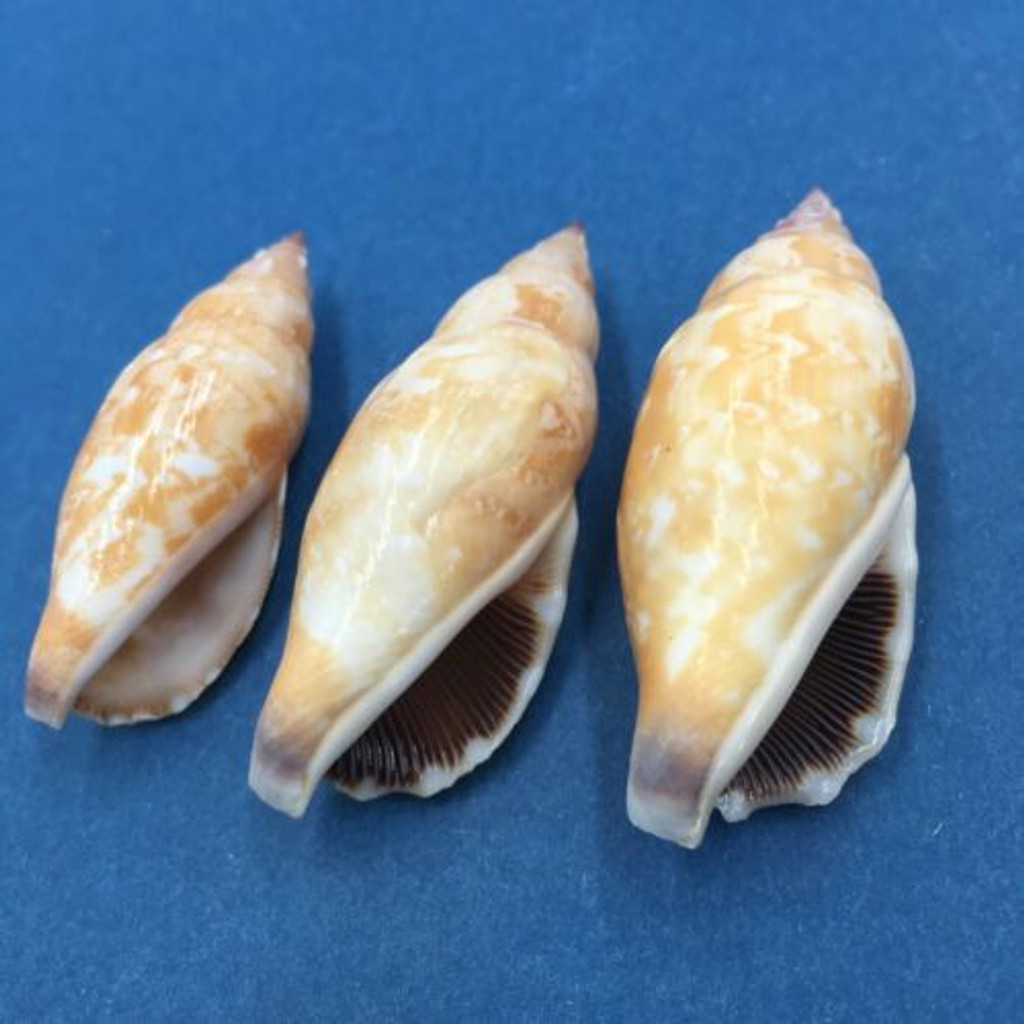 #1 Strombus (Tridentarius) dentatus Set x3 44-50mm Netted Negros Is. Philippines