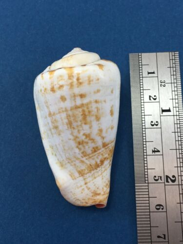 Conomurex Luhuanus 57mm Strombidae Kagosima Japan