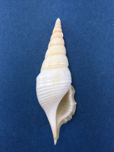 #1 Tibia Powisi 49mm No Data Strombidae