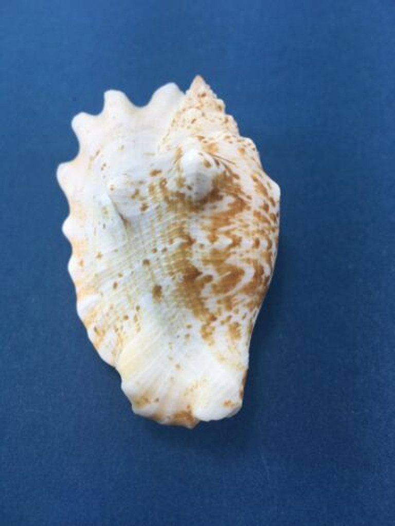 #2 Strombus Sinustrombus Sinuatus 72mm Dived Cebu Philippines Data Strombidae