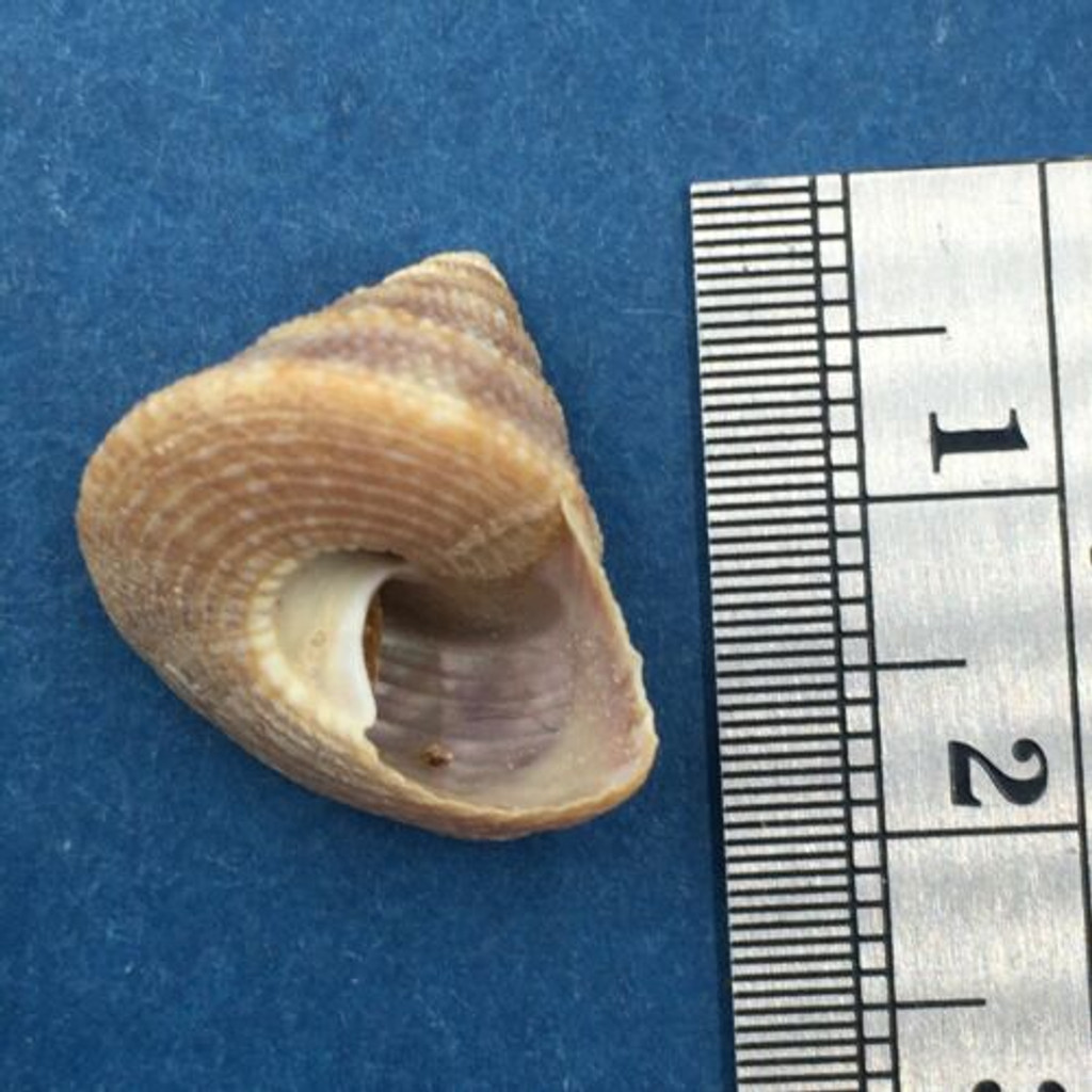 #19 Calliostoma tampaensis 18.3mm W/O Pompano Hump, Gullivan Bay Florida Shallow