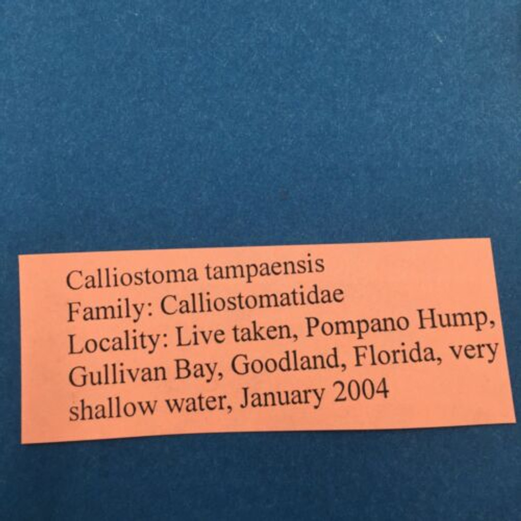 #18 Calliostoma tampaensis 20.2mm W/O Pompano Hump, Gullivan Bay Florida Shallow