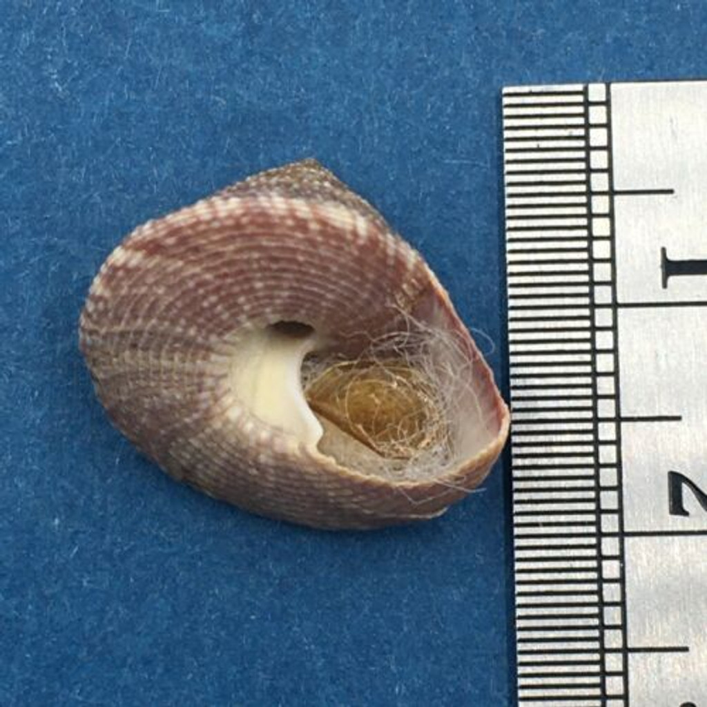 #17 Calliostoma tampaensis 17.5mm W/O Pompano Hump, Gullivan Bay Florida Shallow