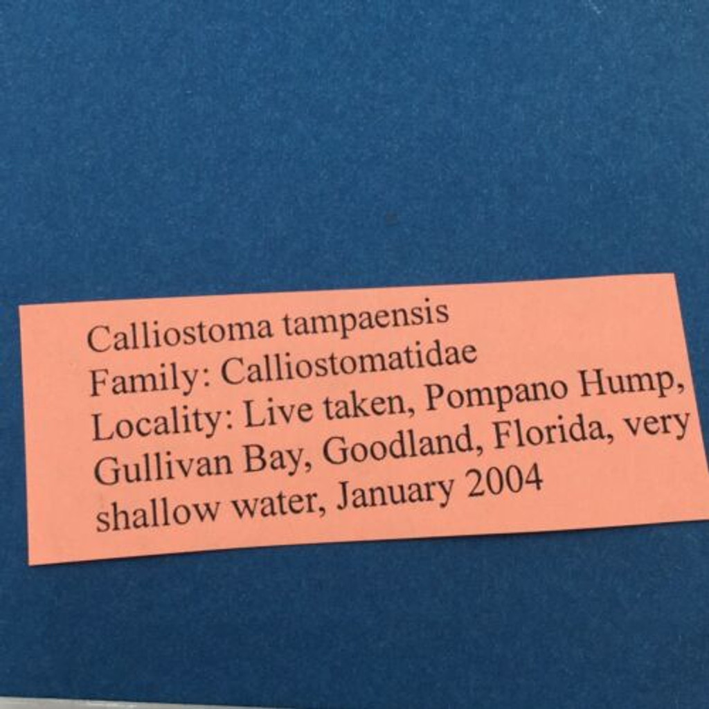 #17 Calliostoma tampaensis 17.5mm W/O Pompano Hump, Gullivan Bay Florida Shallow