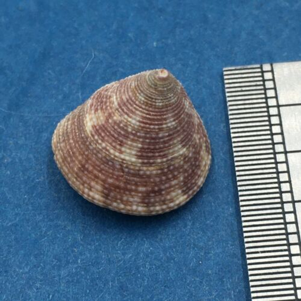 #15 Calliostoma tampaensis 14.7mm W/O Pompano Hump, Gullivan Bay Florida Shallow