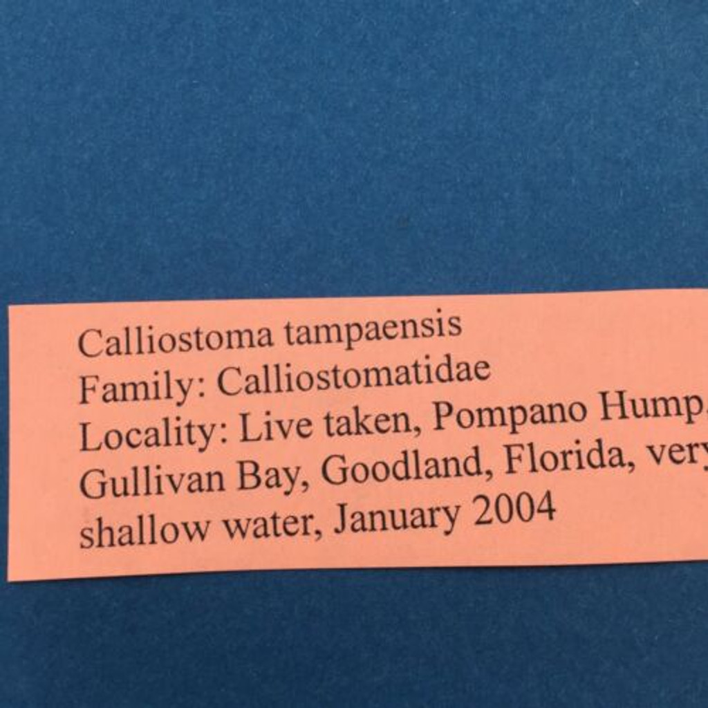 #14 Calliostoma tampaensis 17.5mm W/O Pompano Hump, Gullivan Bay Florida Shallow