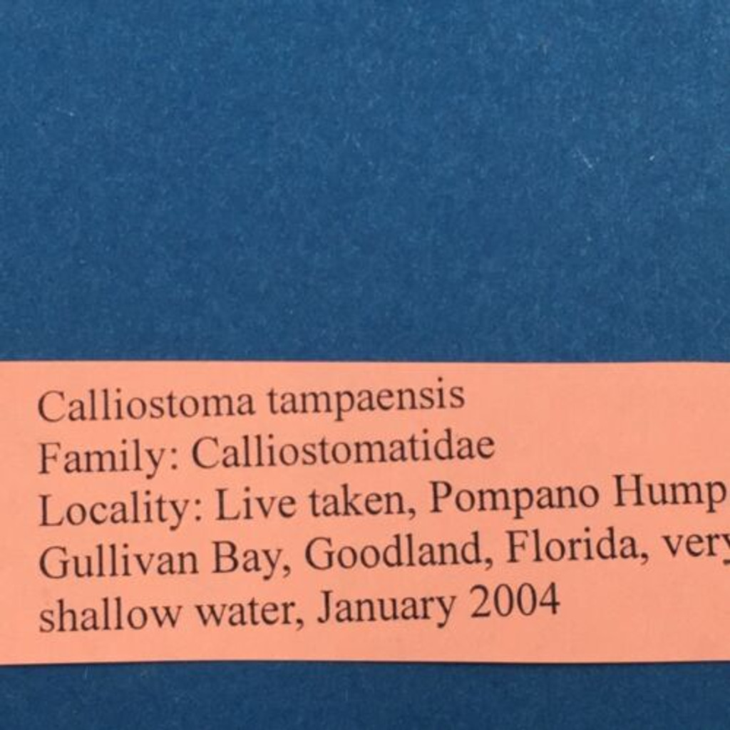 #2 Calliostoma tampaensis 20.9mm W/O Pompano Hump, Gullivan Bay, Florida Shallow