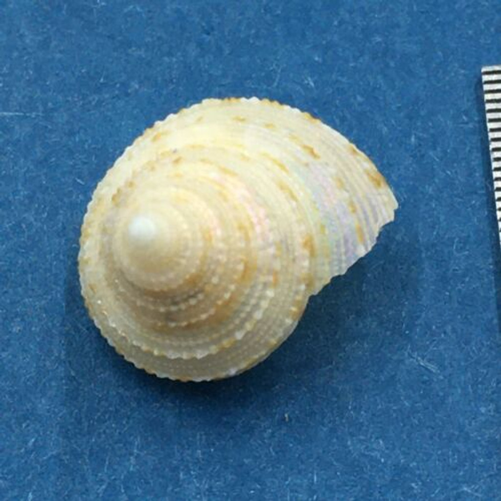 Calliostoma soyoae 13.5mm Wakayama, Japan Trawled 300m On Mud