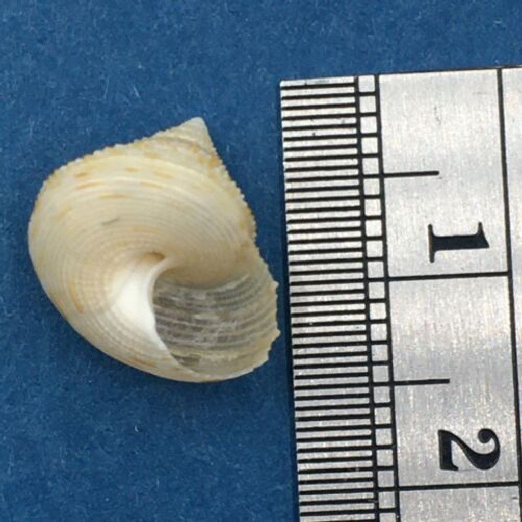 Calliostoma soyoae 13.5mm Wakayama, Japan Trawled 300m On Mud