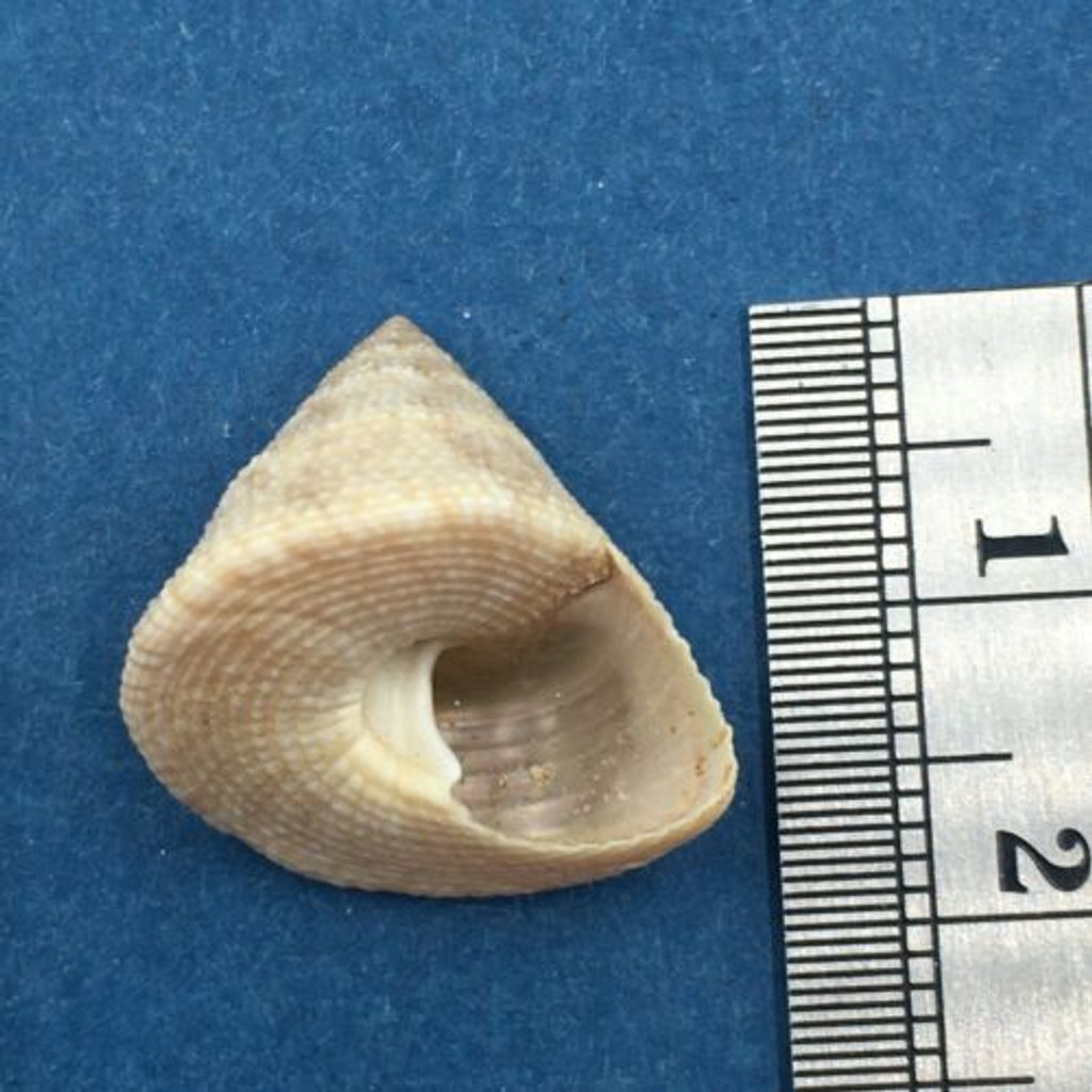 #28 Calliostoma tampaensis 19.9mm Pompano Hump, Gullivan Bay Florida Shallow