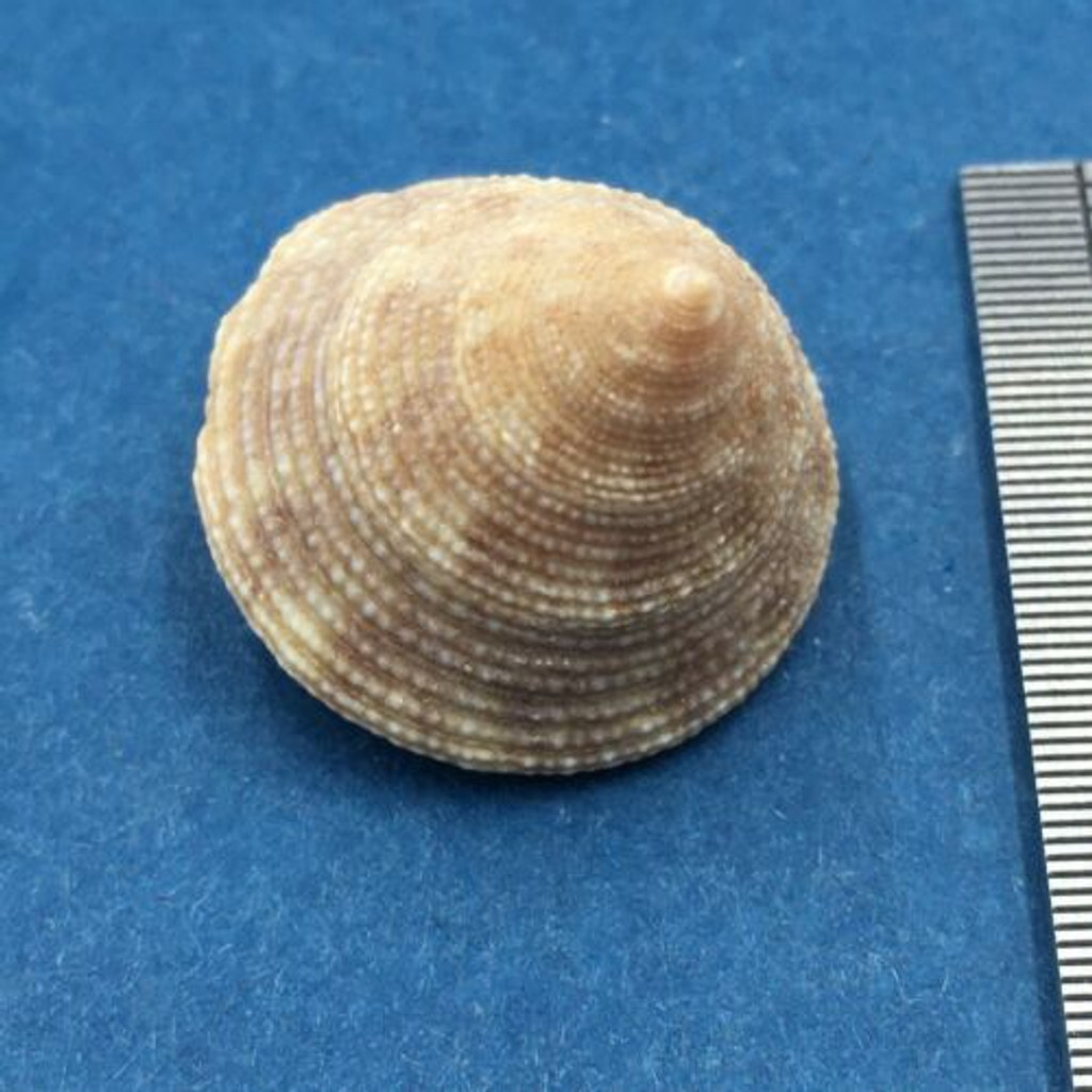 #26 Calliostoma tampaensis 20.1mm Pompano Hump, Gullivan Bay Florida Shallow
