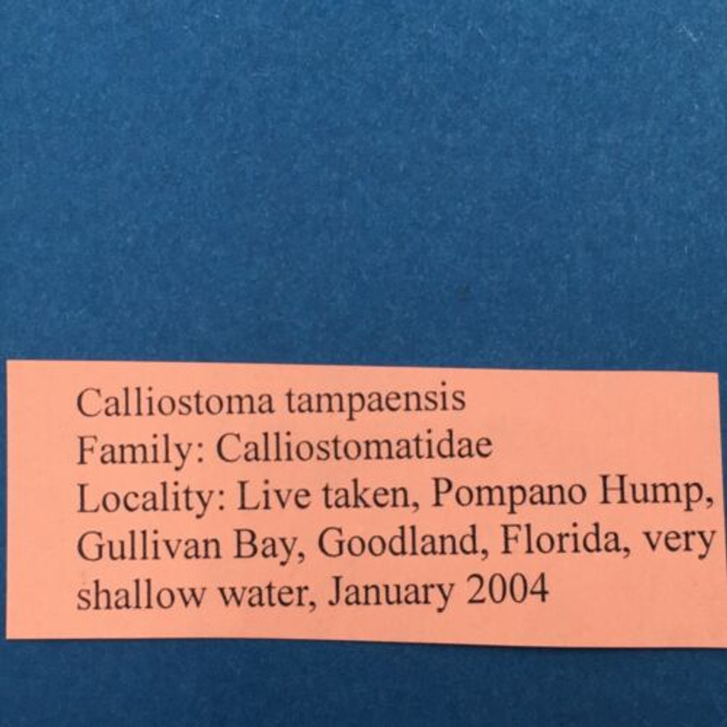 #26 Calliostoma tampaensis 20.1mm Pompano Hump, Gullivan Bay Florida Shallow