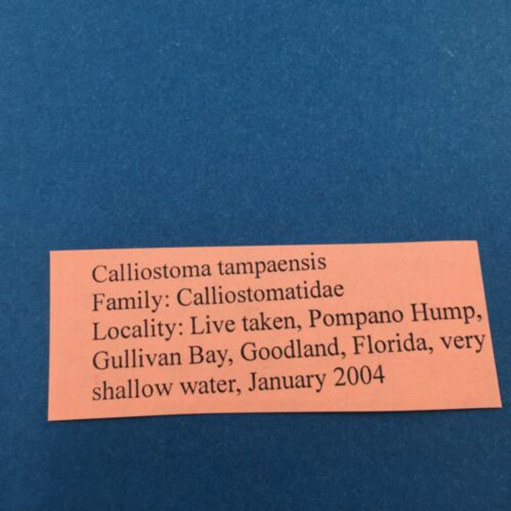 #24 Calliostoma tampaensis 18.5mm Pompano Hump, Gullivan Bay Florida Shallow