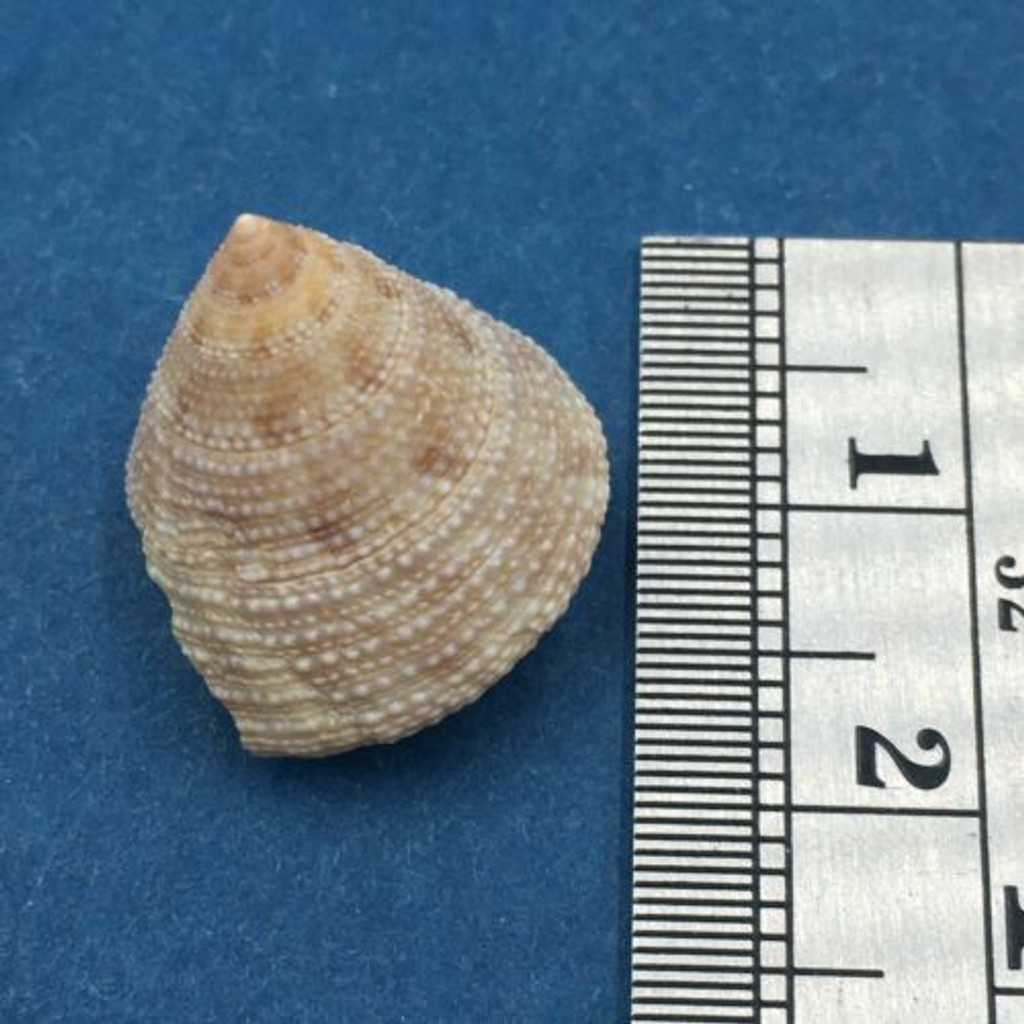 #23 Calliostoma tampaensis 16.6mm Pompano Hump, Gullivan Bay Florida Shallow