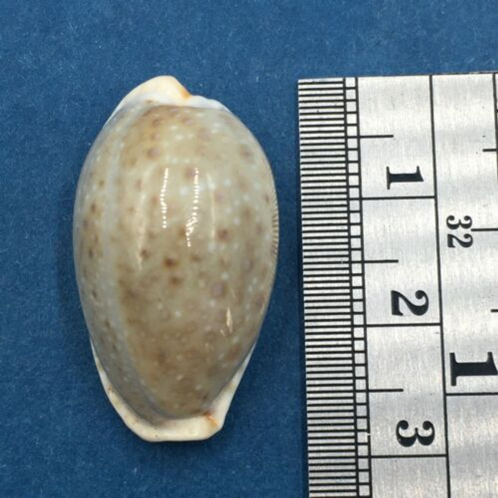 #14 27.8mm Cypraea (Naria) Boivinii Netted, Negros Island, Philippines