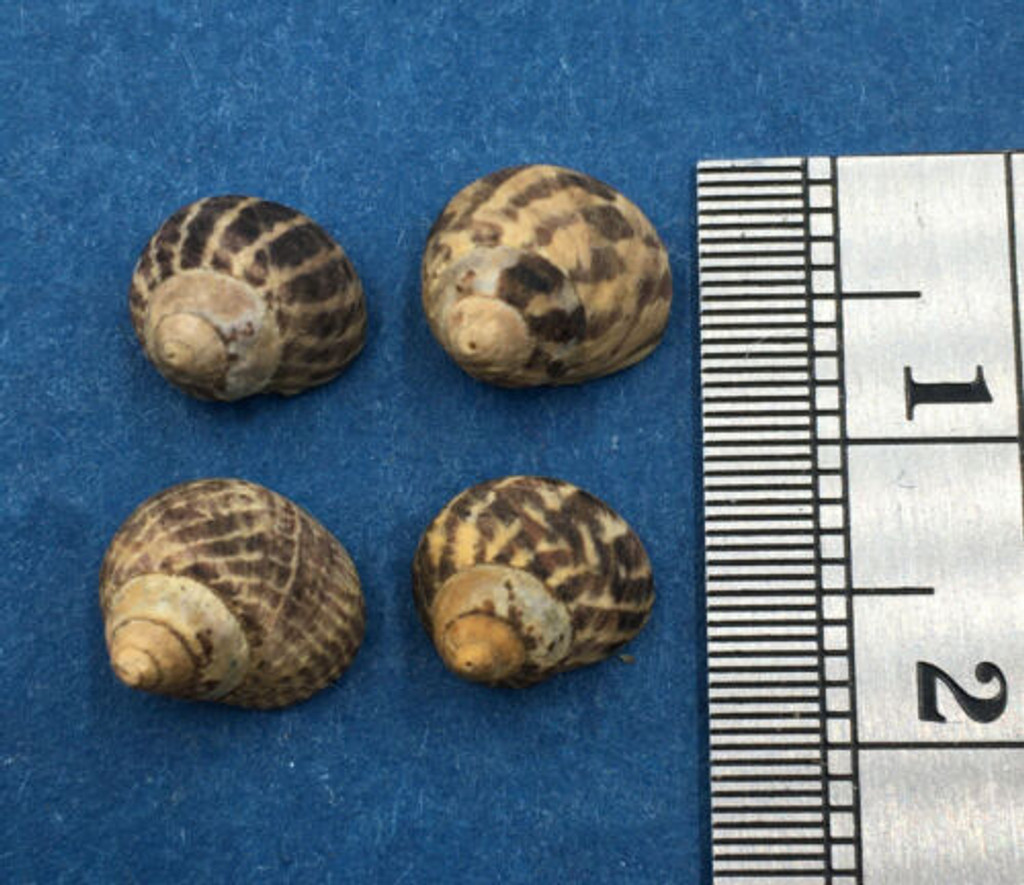 Austrocochlea porcata Set x4 Under 9mm W/O Australia Trochidae