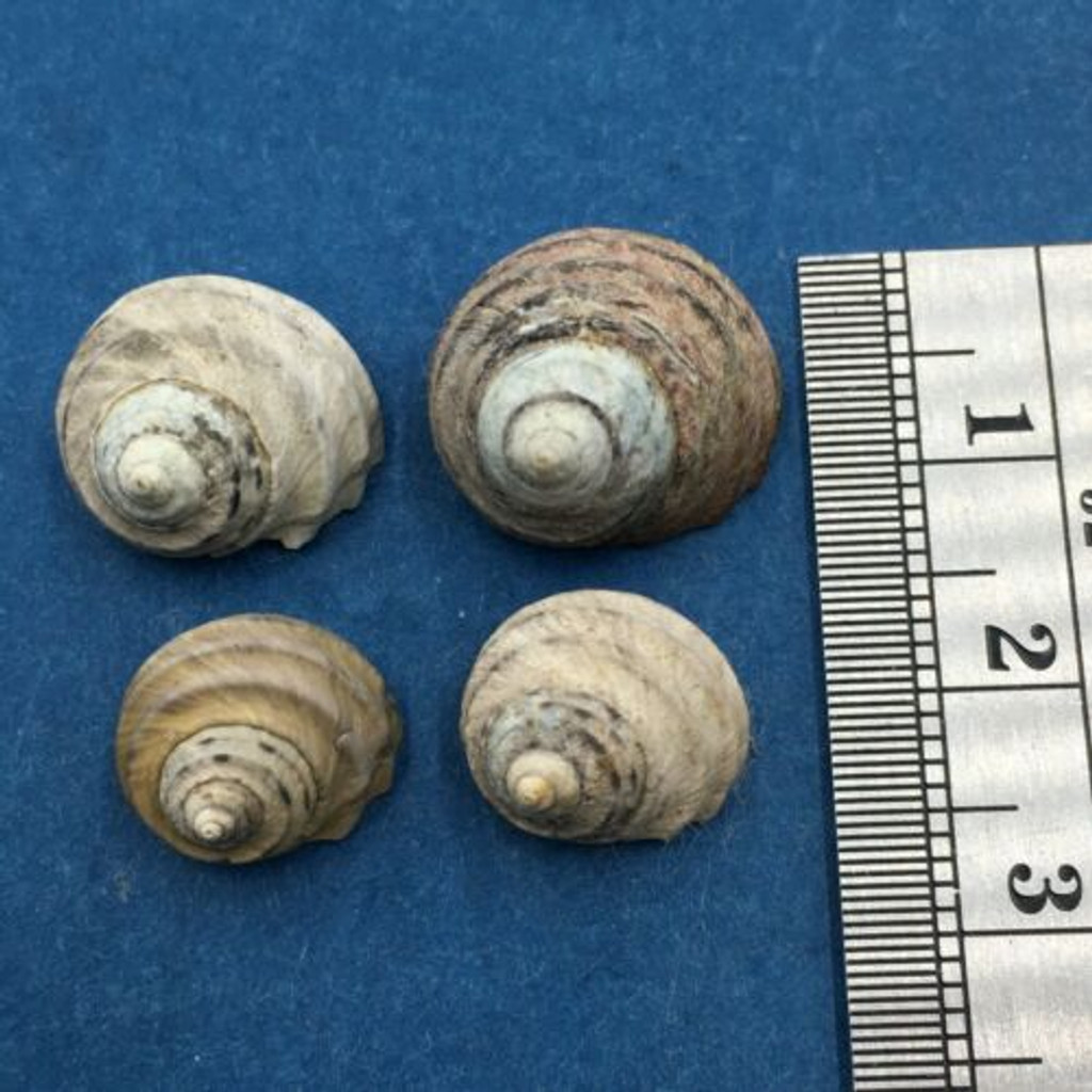 #2 Austrocochlea constricta constricta Set x3 11-15mm 3 W/O Australia Trochidae