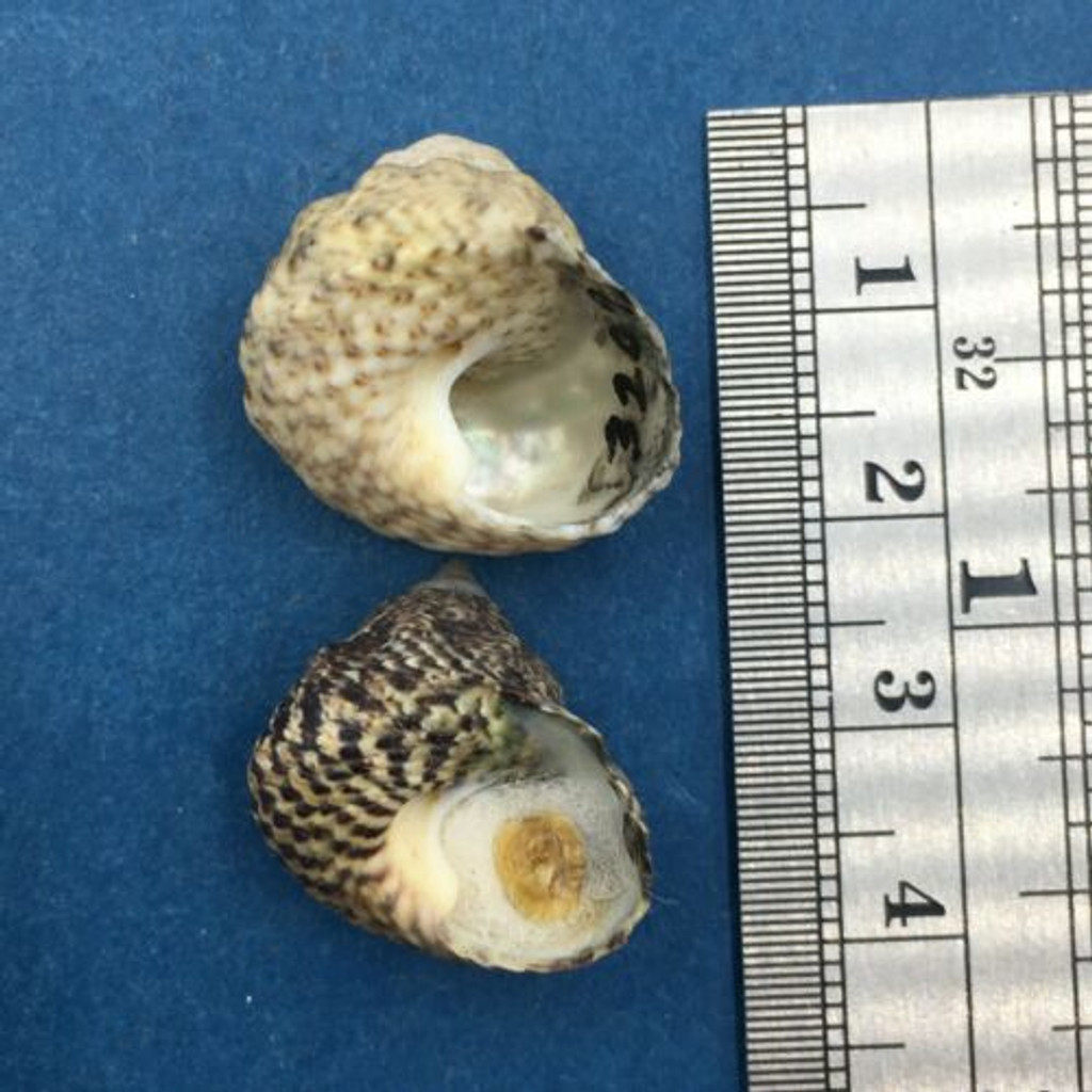 Monilea (Priotrochus) obscurus Rare Set x2 20-22mm 1 W/O Kuwait Trochidae