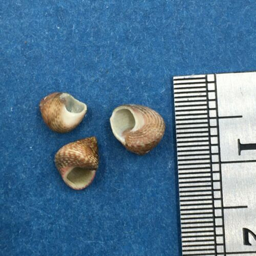 Micrelenchus sanguineus Set x3 Under 7mm New Zealand Trochidae