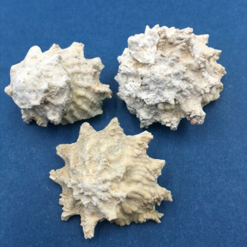 #2 Astralium calcar Set x3 30-33mm No Data Turbinidae