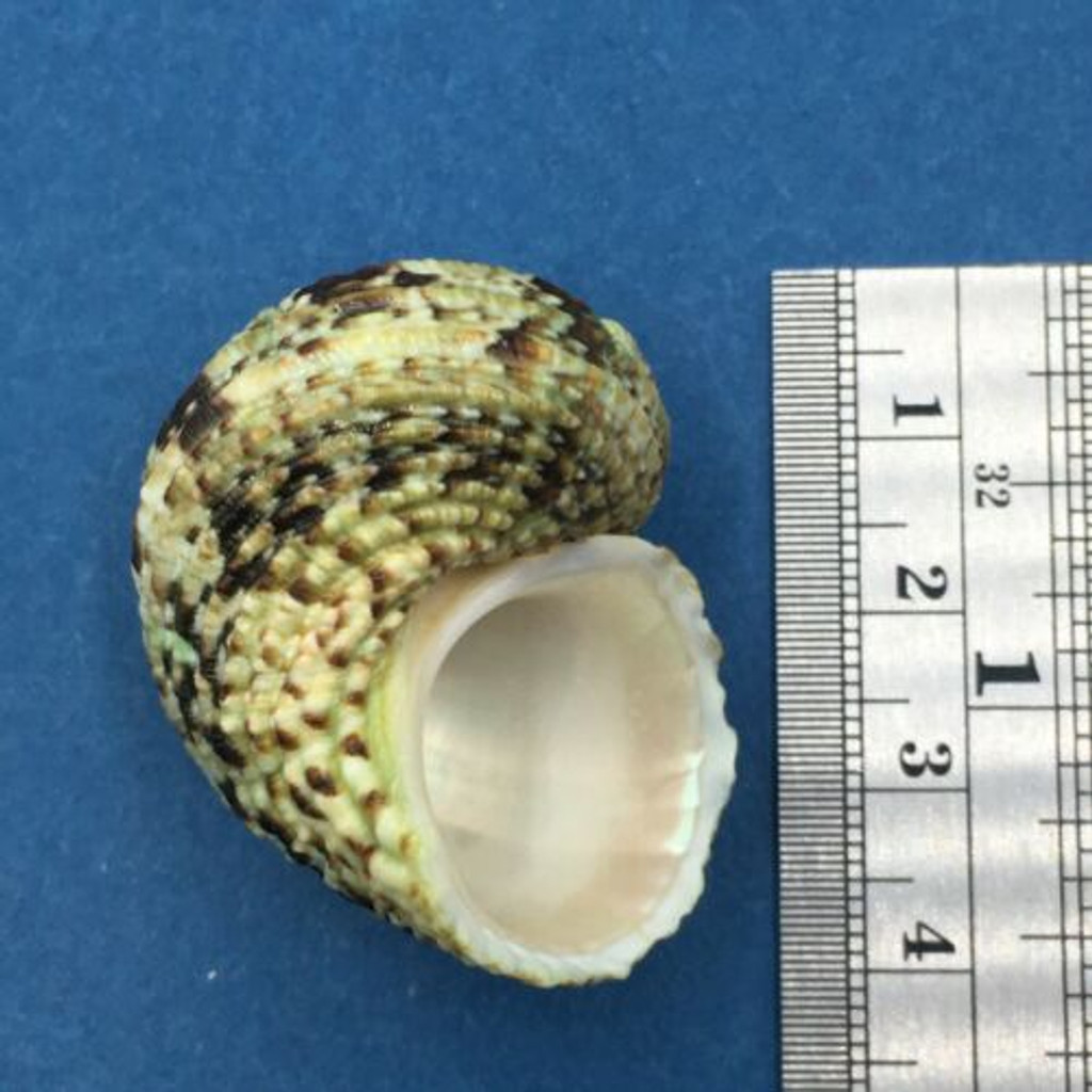 #7 Turbo intercostalis 42mm Mindanao, Philippines Turbinidae