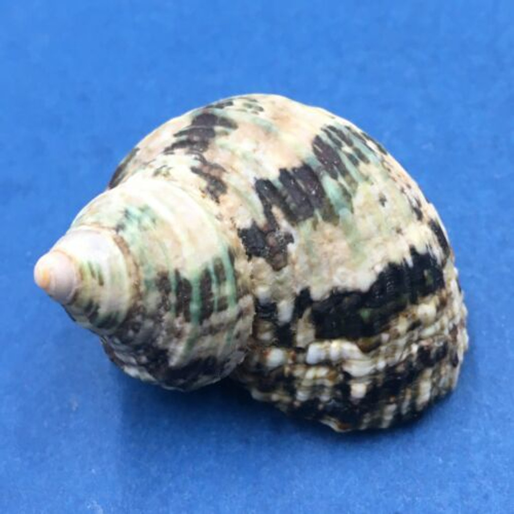 #6 Turbo intercostalis 44mm Mindanao, Philippines Turbinidae