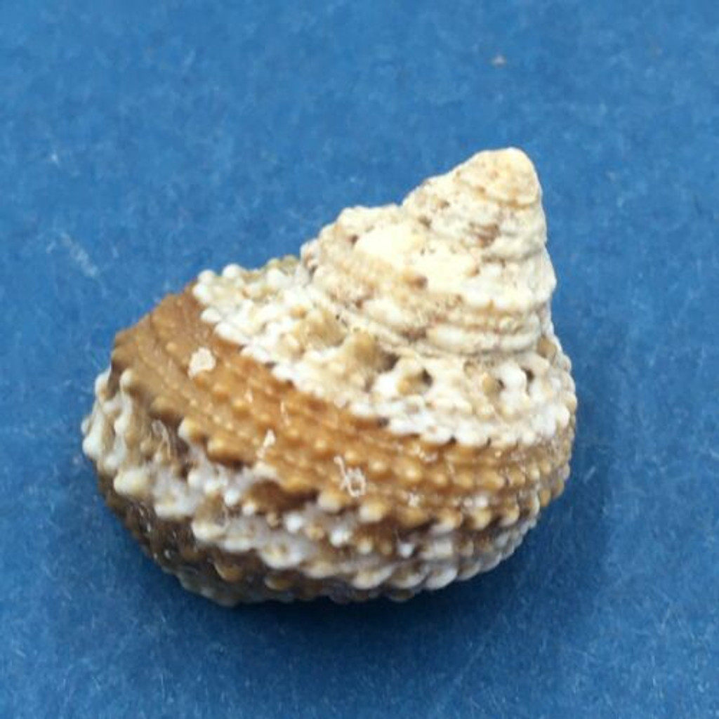 #13 Turbo castanea 17mm W/O -5 Low Tide "Olive Garden" Guana Cay, Abaco, Bahamas