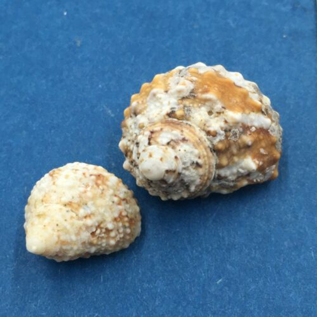 #11 Turbo castanea Set x2 15-21mm Johnny's Cay, Abaco, Bahamas Dead Collected