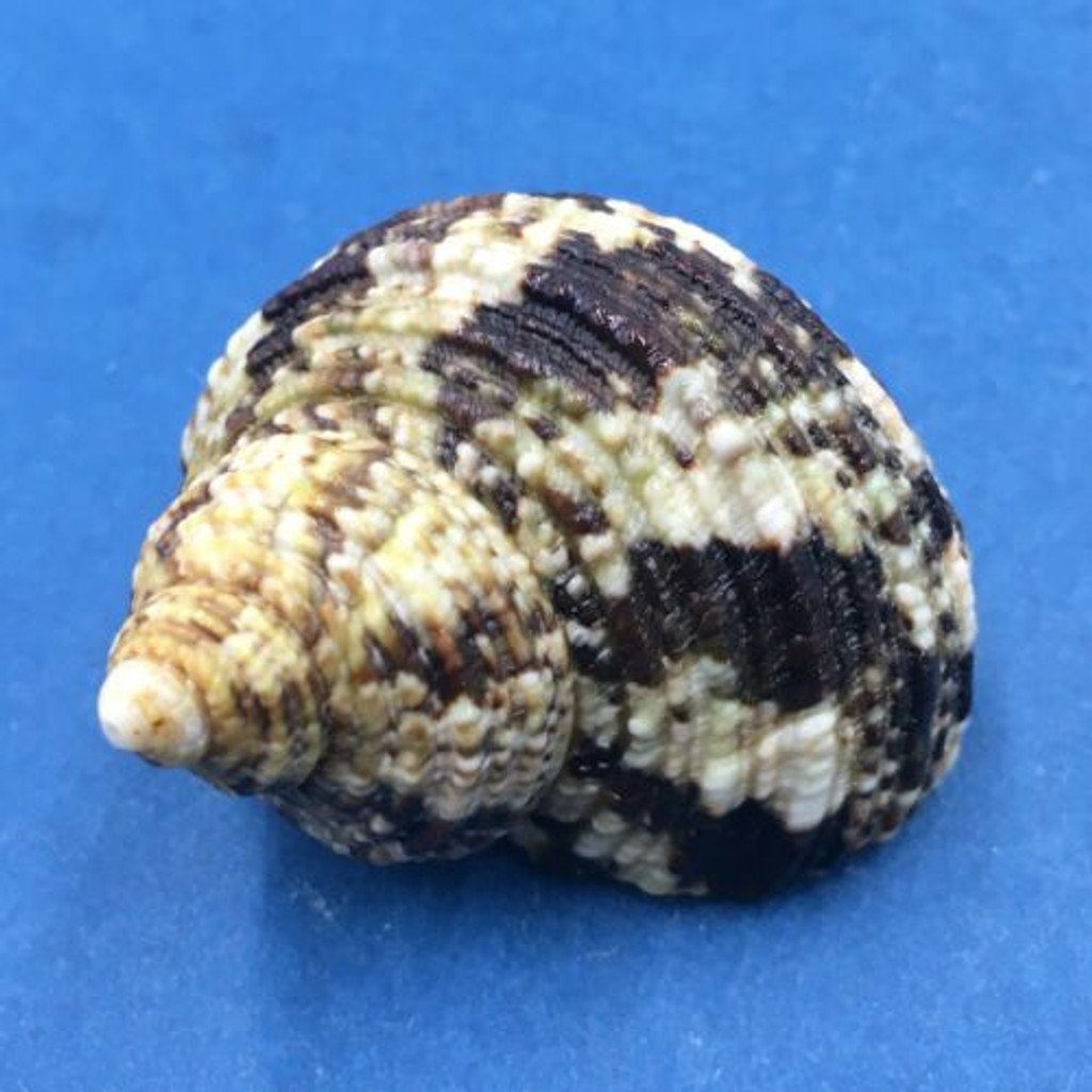 #4 Turbo (Marmarostoma) bruneus 40mm Sulu Sea, Philippines On Eel Grass Low Tide