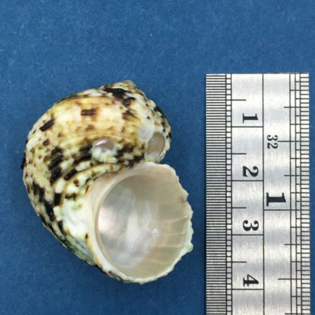 #2 Turbo (Marmarostoma) bruneus 38mm Sulu Sea, Philippines On Eel Grass Low Tide