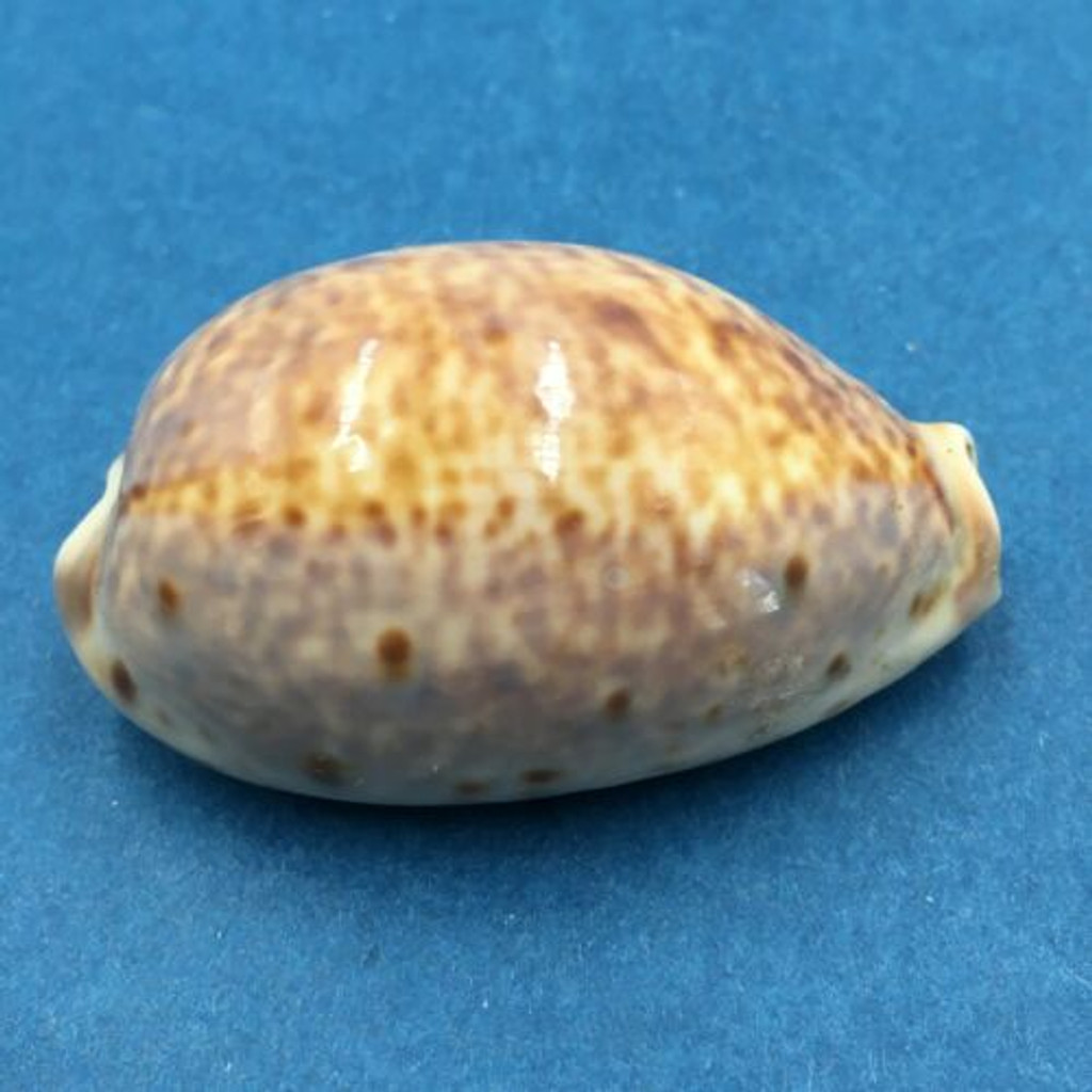 #15 Cypraea lynx williamsi 41mm Djibouti, Ethiopia, Red Sea Under rocks Low Tide