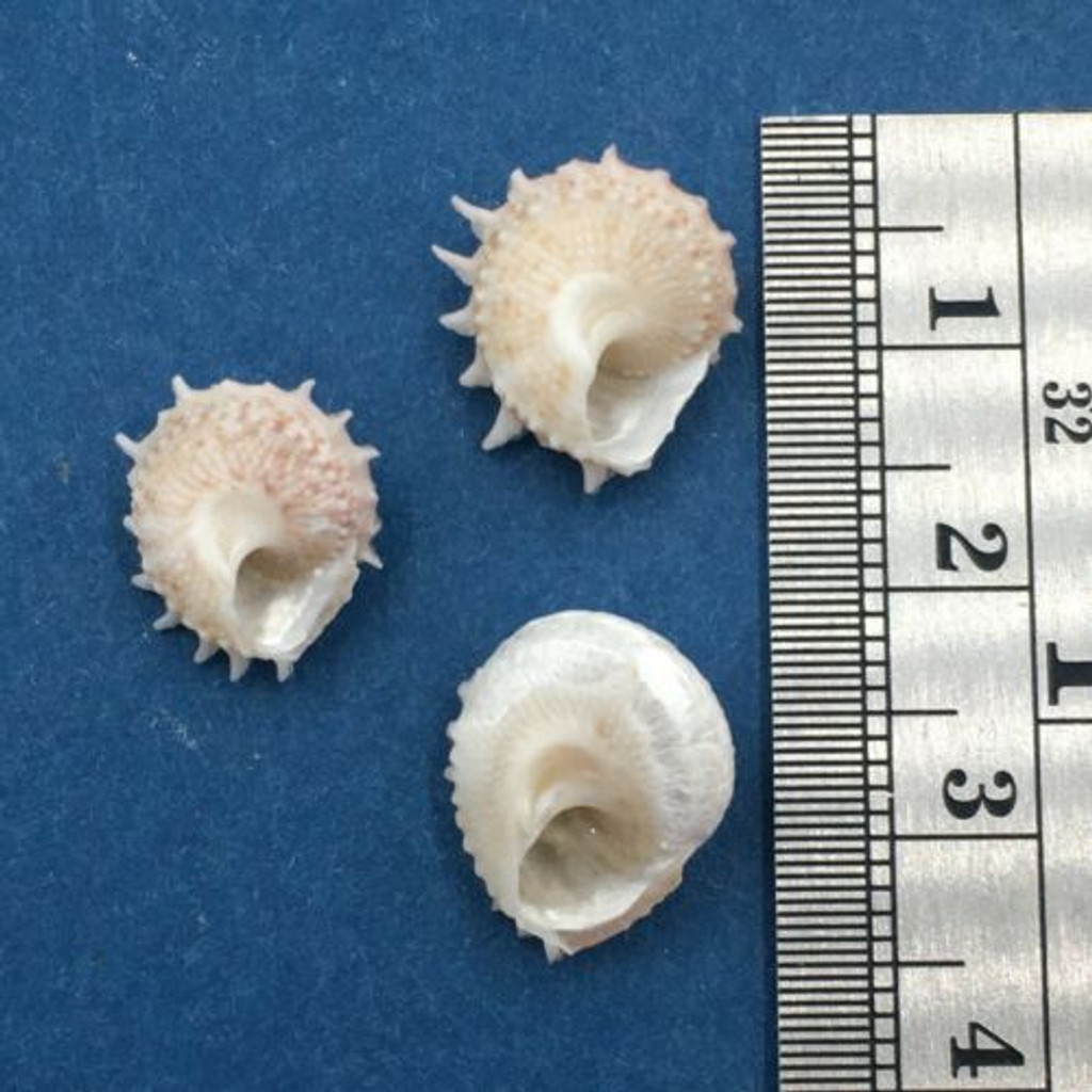 #2 Bolma millegranosa Set x3 13-14mm Mactan Philippines In Tangle Net 100m