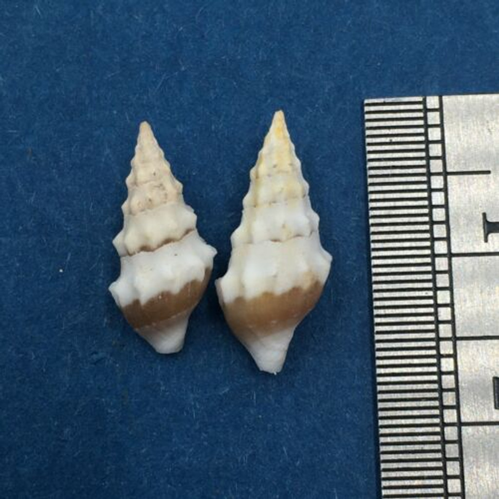 Clavus Sp. Lot Of 2 13.7-15.2mm Turridae No Data