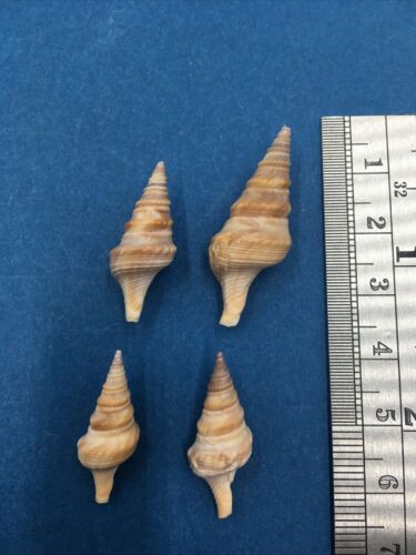 #1 Turricula Javana Set Of 4 24-32mm Japan Turridae