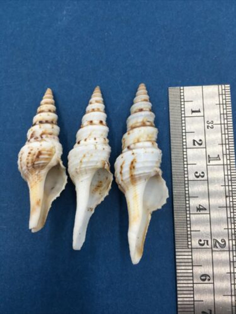 #2 Turris Crispa Lot Of 3 45-53mm Indo Pacific Turridae