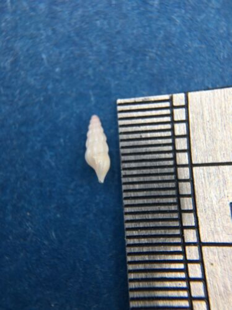 #1 Cerodrillia Thea 4.8mm Jim Moore Dredge Florida Turridae