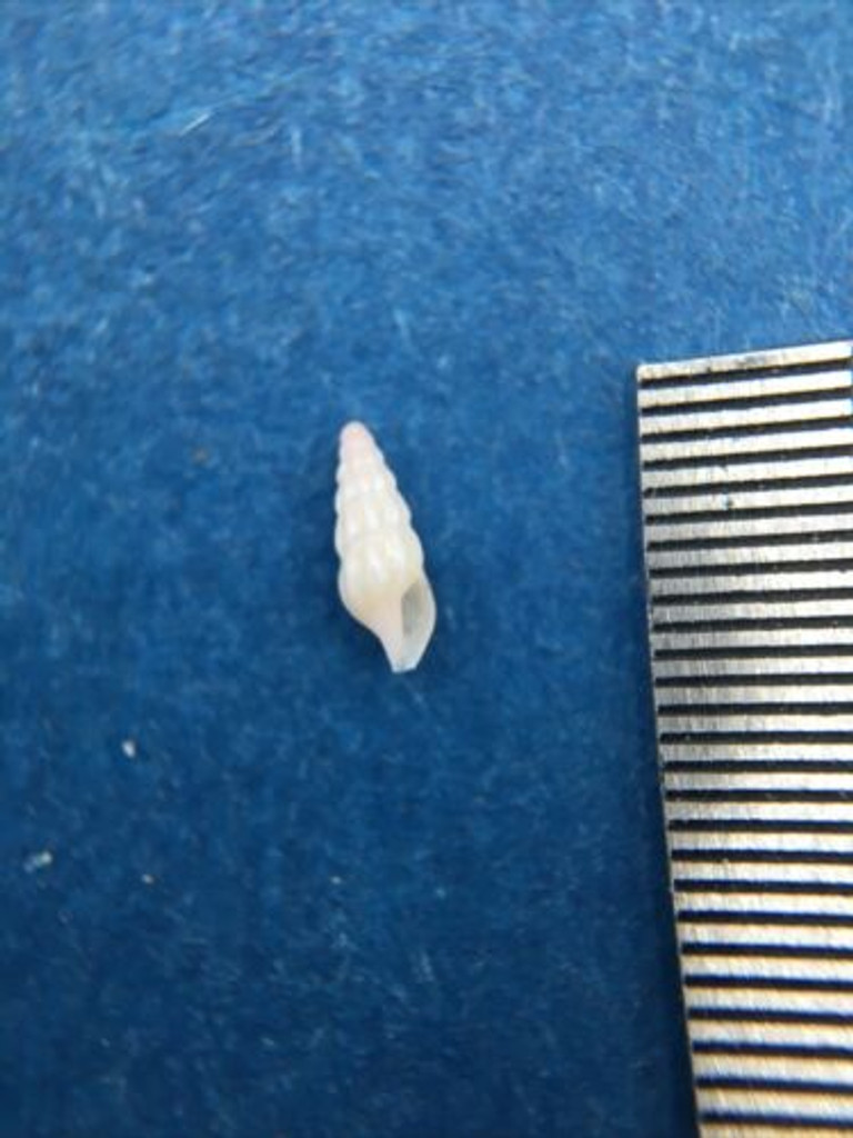 #1 Cerodrillia Thea 4.8mm Jim Moore Dredge Florida Turridae