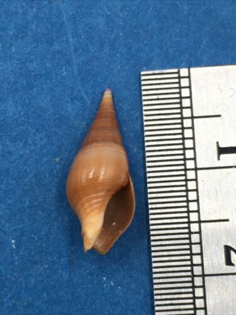 Pusionella Vulpina 16.5mm Uncommon Pointe Sarene Senegal Collected 1978 Turridae