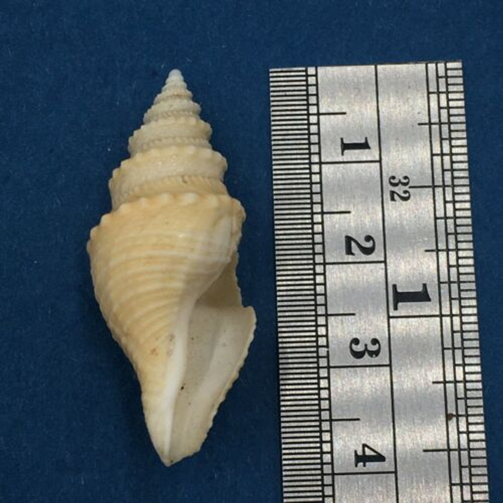 #2 Bathytoma Helenae 38.7mm Trawled Live Durban S. Africa Rare Deep H2O Turridae