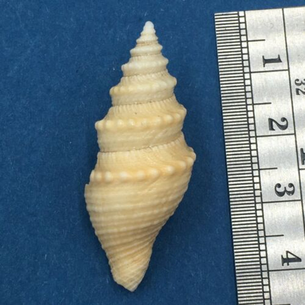 #2 Bathytoma Helenae 38.7mm Trawled Live Durban S. Africa Rare Deep H2O Turridae