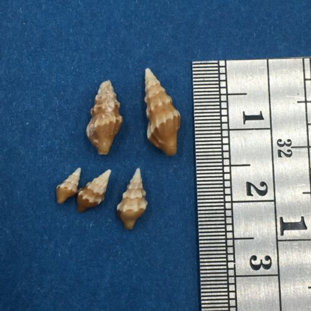 #3 Clavus Bilineatus Set Of 5 5.7-12.8mm Tangle Net 150m Balicasag Philippines