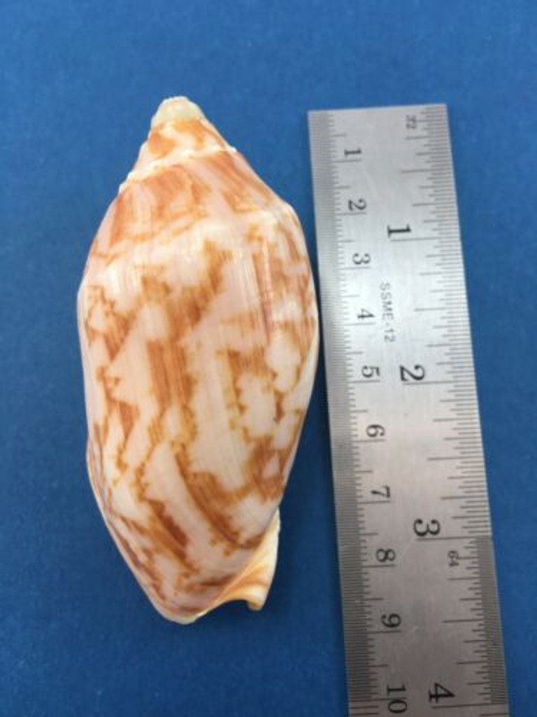 #3 Voluta Cymbiola Vespertilio 78.7mm Dredged Sulu Sea Philippines Volutidae