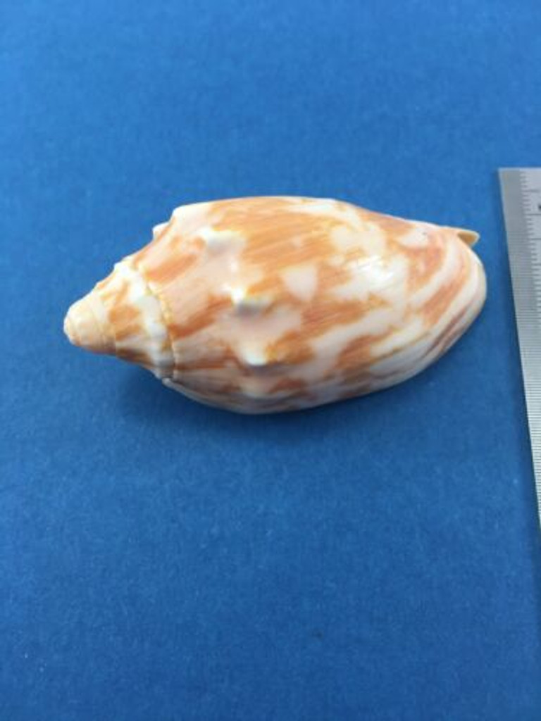 #4 Voluta Cymbiola Vespertilio 67.5mm Dredged Sulu Sea Philippines Volutidae